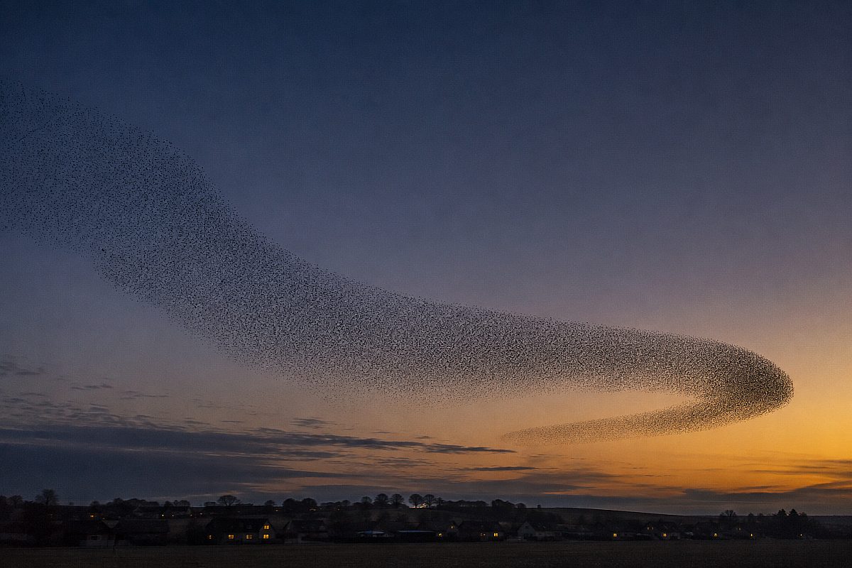 A vast murmuration of starlings turning as one shape against a twilight sky above distant rooftops