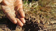 Planting Seeds - Nimo